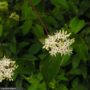 Dogwood – Silky – #3 Container